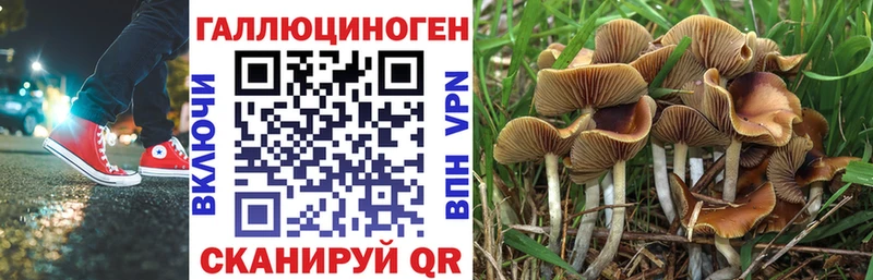 Купить где  Новотроицк  Псилоцибиновые грибы Psilocybe 